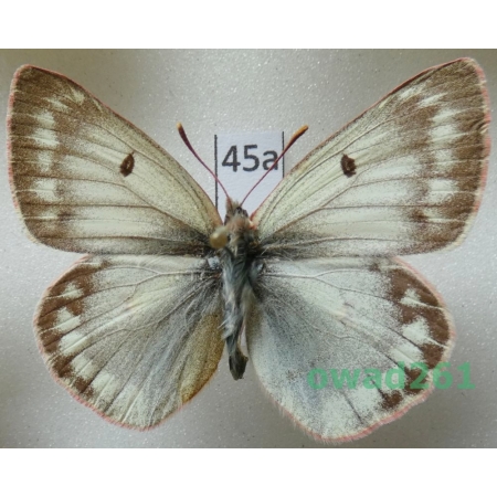 Colias nastes jacuticola Weiss & Mrácek, 1989 Russia45a